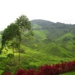 Cameron Highlands